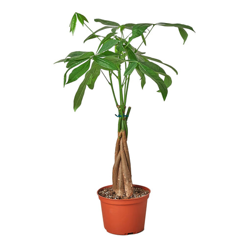 Money Tree 'Guiana Chestnut' Pachira Braid - 4