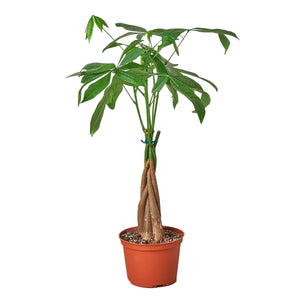 Money Tree 'Guiana Chestnut' Pachira Braid - 4" Pot - NURSERY POT ONLY