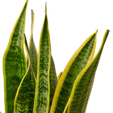 Load image into Gallery viewer, 2 Snake (Sansevieria) Plant Variety Pack - 6&quot; Pot