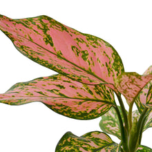 Load image into Gallery viewer, Chinese Evergreen &#39;Lady Valentine&#39;