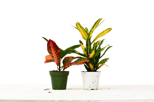 2 Croton Variety Pack - 4