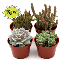 Load image into Gallery viewer, Assorted Succulent Variety