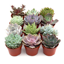 Load image into Gallery viewer, Rosette Succulent Variety Packs