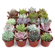 Load image into Gallery viewer, Rosette Succulent Variety Packs